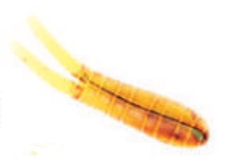 Betts Spin 1/16 Value Pack Split Tail Orange Craw Glitter - Sportsplace.store